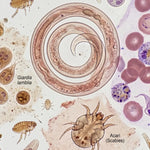 7 Day Parasite Cleanse Protocol